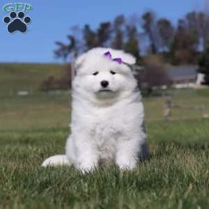 Sara, Samoyed Puppy